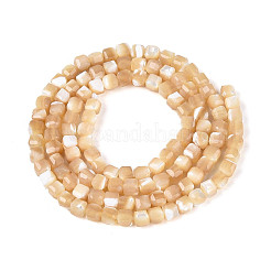 Natural Trochid Shell/Trochus Shell Beads Strands&nbsp;SSHEL-N041-04B-02