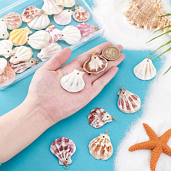 30Pcs Natural Shell Pendants&nbsp;PALLOY-PH01840
