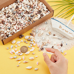 10 Strands 10 Styles Natural Shell Beads Strands&nbsp;BSHE-PH0001-33
