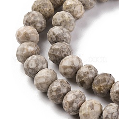 Natural Conch Fossil Beads Strands&nbsp;G-K380-A41-01