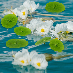 Plastic Artificial Lotus Leaf&nbsp;AJEW-WH0314-949