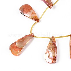 AB Color Plated Dyed Natural Freshwater Shell Beads Strands&nbsp;SHEL-T020-55E