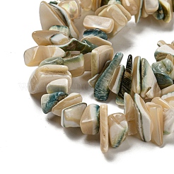 Natural Seashell Shell Beads Strands&nbsp;SSHEL-H072-07