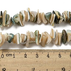 Natural Seashell Shell Beads Strands&nbsp;SSHEL-H072-07