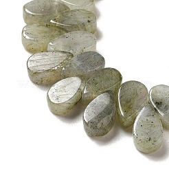 Natural Labradorite Beads Strands&nbsp;G-B064-B62