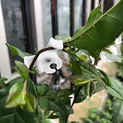 Plant Support Clips&nbsp;AJEW-GA0002-65