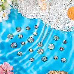 16Pcs 4 Styles Natural Paua Shell Cabochons&nbsp;SHEL-WR0001-13