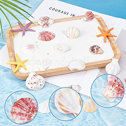 40Pcs Natural Scallop Shell Beads&nbsp;SSHEL-SP0001-02