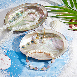 Natural Abalone Shell Display Decorations&nbsp;DJEW-WH0015-193