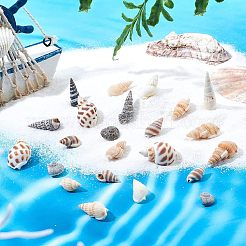 140Pcs 2 Style Natural Shell Beads&nbsp;SSHEL-FH0001-08