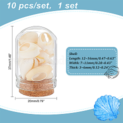 Arch Shape Glass Dome Bell Jar with Natural Mixed Cowrie Shell inside&nbsp;AJEW-AB00017