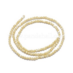 Shell Beads Strands&nbsp;G-A177-04-26
