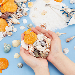 Natural Shell Display Decorations&nbsp;DJEW-WH0063-35