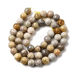 Natural Fossil Coral Beads Strands&nbsp;G-A274-B01-8mm