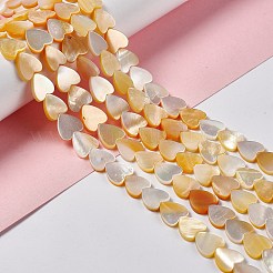 Natural Yellow Shell Beads Strands&nbsp;SHEL-F003-01B