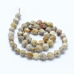 Natural Fossil Coral Beads Strands&nbsp;G-F523-23-8mm