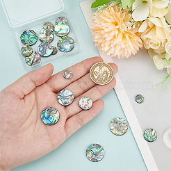 20Pcs 4 Styles Natural Abalone Shell/Paua Shell Cabochons&nbsp;SHEL-WR0001-07