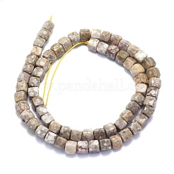 Natural Conch Fossil Beads Strands&nbsp;G-K310-B21