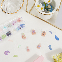 1 Set 12 Colors Shell Slices&nbsp;MRMJ-SP0001-05B