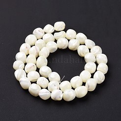 Natural Trochid Shell Beads Strands&nbsp;SSHEL-G023-04A