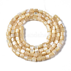Natural Trochid Shell/Trochus Shell Beads Strands&nbsp;SSHEL-N034-77-B01