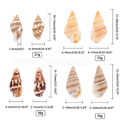 Natural Mixed Shell Beads&nbsp;SSHEL-PH0002-53