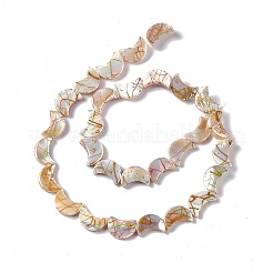 Drawbench Style Natural Freshwater Shell Beads Strands&nbsp;SHEL-F003-05