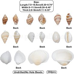 Natural Conch Shell Beads&nbsp;SSHEL-FH0001-05