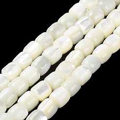 Natural Trochus Shell Beads Strands&nbsp;BSHE-E030-05B
