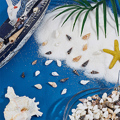 400Pcs 5 Styles Natural Conch & Shell Decorations&nbsp;SSHEL-SC0001-61