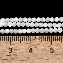 Natural White Shell Beads Strands&nbsp;G-A177-04-25