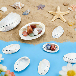 10Pcs 2 Styles Natural Shell Display Decorations&nbsp;DJEW-GA0001-99