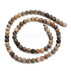 Natural Fossil Coral Beads Strands&nbsp;G-C288-A01-6mm