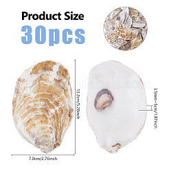Concave Oyster Shells for Home Vase Filler&nbsp;AJEW-WH0880-34