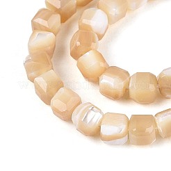 Natural Trochid Shell/Trochus Shell Beads Strands&nbsp;BSHE-T014-52B-01