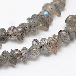 Chips Natural Black Larvikite Beads Strands&nbsp;X-G-N0164-61