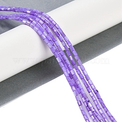 Natural Freshwater Shell Beads Strands&nbsp;BSHE-H109-17C