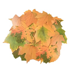 50Pcs Maple Leaf Theme Paper Stickers&nbsp;STIC-P017-C02