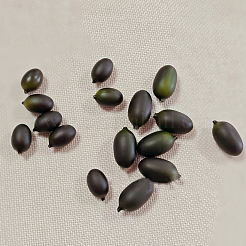 Foam Simulation Olive Model&nbsp;FIND-GF0009-22
