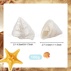 100G Natural Shell Display Decorations&nbsp;SSHEL-PH0001-40A