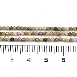 Natural Alashan Agate Beads Strands&nbsp;G-C181-B05-01