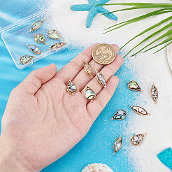 16Pcs 2 Styles Paua Shell Connector Charms&nbsp;KK-PH0010-02