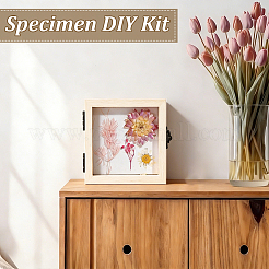 Insect Specimen DIY Kit&nbsp;WOCR-GA0001-02