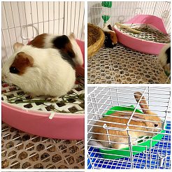 Plastic Small Animal Triangle Toilet Trainer Corner&nbsp;AJEW-GA0001-34A
