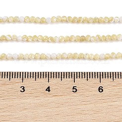 Natural Trochus Shell Beads Strands&nbsp;BSHE-G036-08A-02