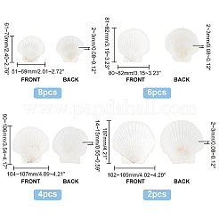 20Pcs 4 Style Natural Scallop Shells&nbsp;SSHEL-PH0001-23