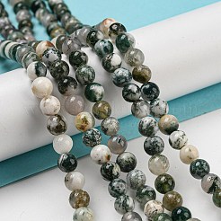 Natural Tree Agate Round Gemstone Beads Strands&nbsp;X-G-R255-6mm
