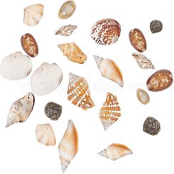 Mixed Natural Shell Bead Sets&nbsp;BSHE-PH0003-03