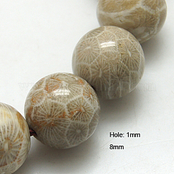 Natural Fossil Coral Beads Strands&nbsp;X-G-G212-8mm-31