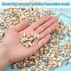 90G 2 Styles Natural Spiral Shell Beads&nbsp;SSHEL-YW0001-09